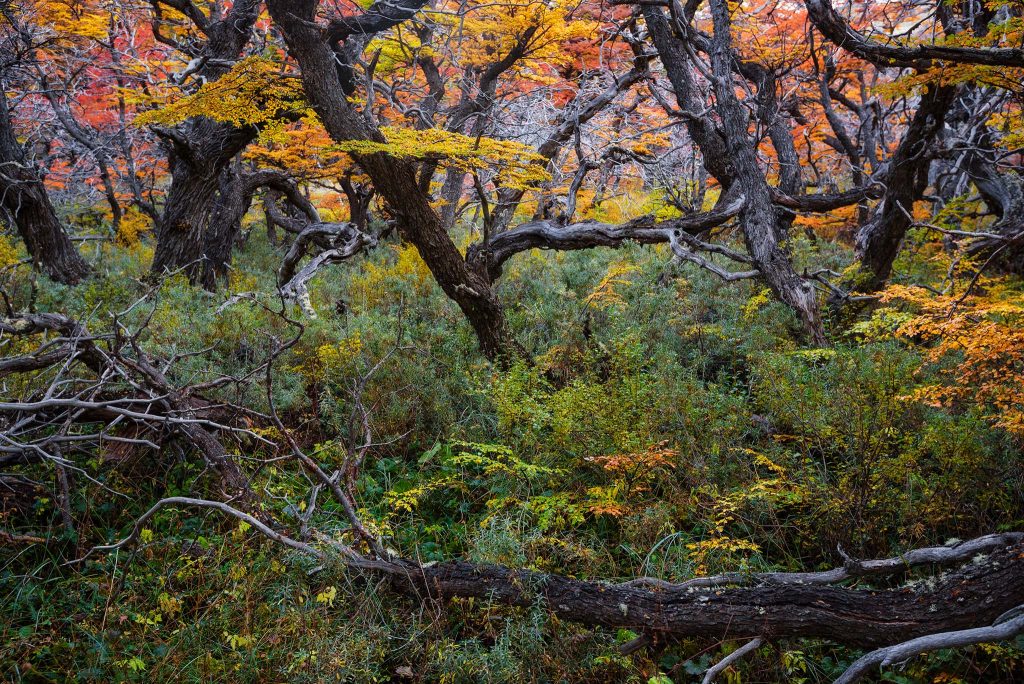 Forest in Patagonia